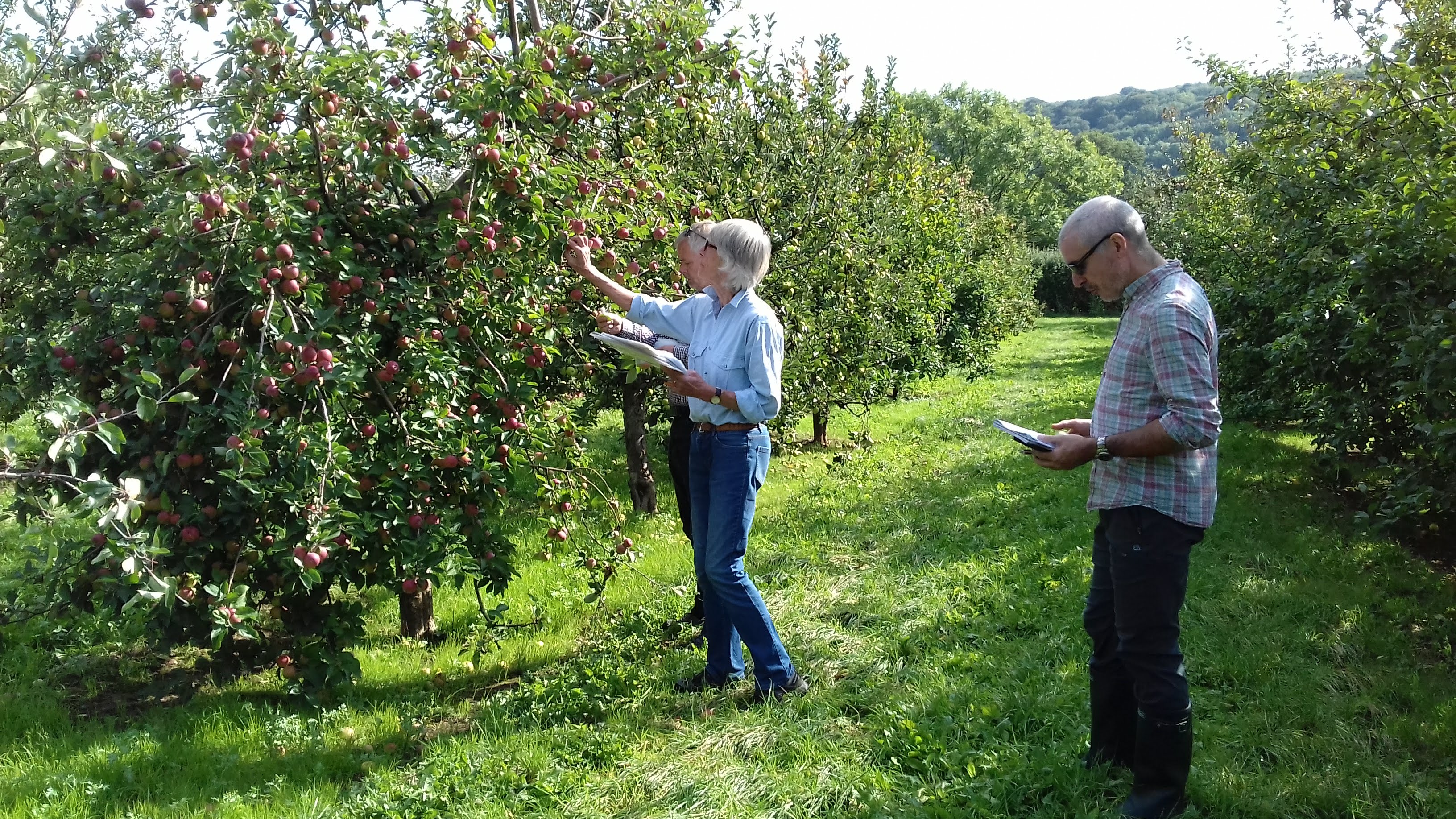 Collecting apple samples